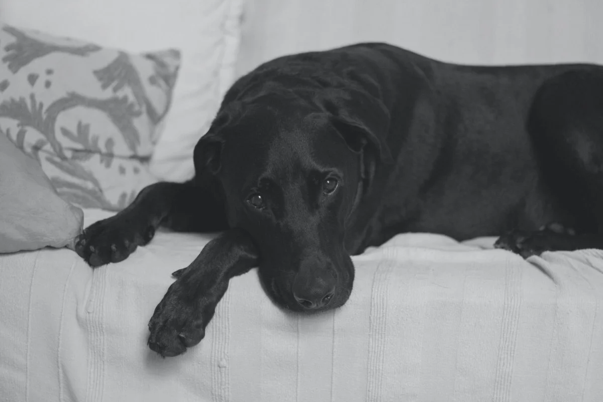 Perro negro tumbado en un sofá